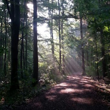 Nur wo ein Wille ist, ist auch ein Weg