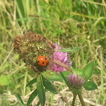 Geteiltes Leid ist doppeltes Leid